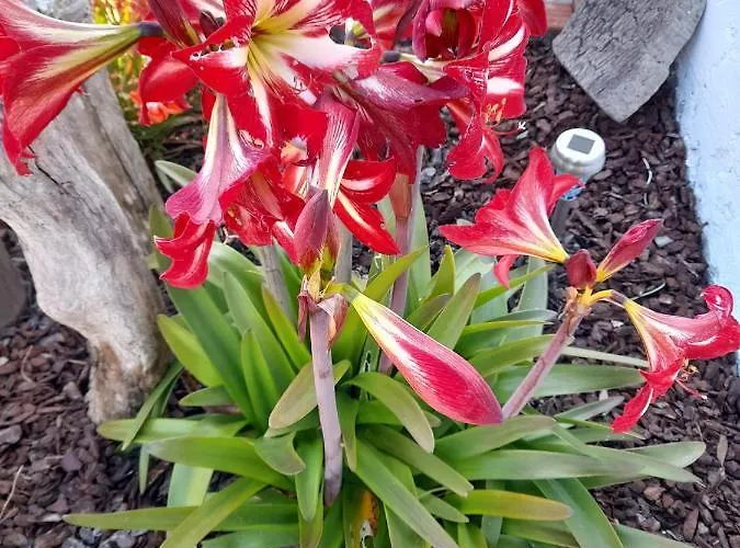 Guest house Casa Chanel Figueira da Foz